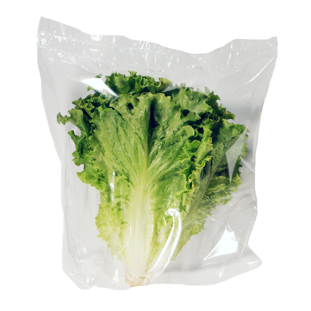Lechuga verde rizada pieza