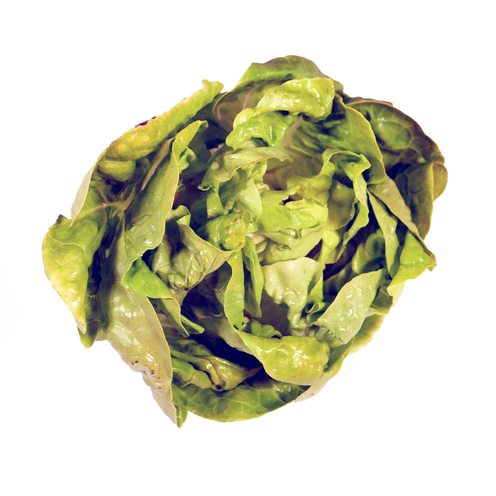 Lechuga Mantequilla pieza