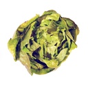 Lechuga Mantequilla pieza