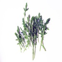 Arugula bolsa 120 gr