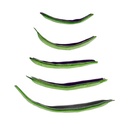 Ejote verde bolsa 454 gr 