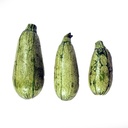 CALABAZA LARGA VERDE O ZUKINI