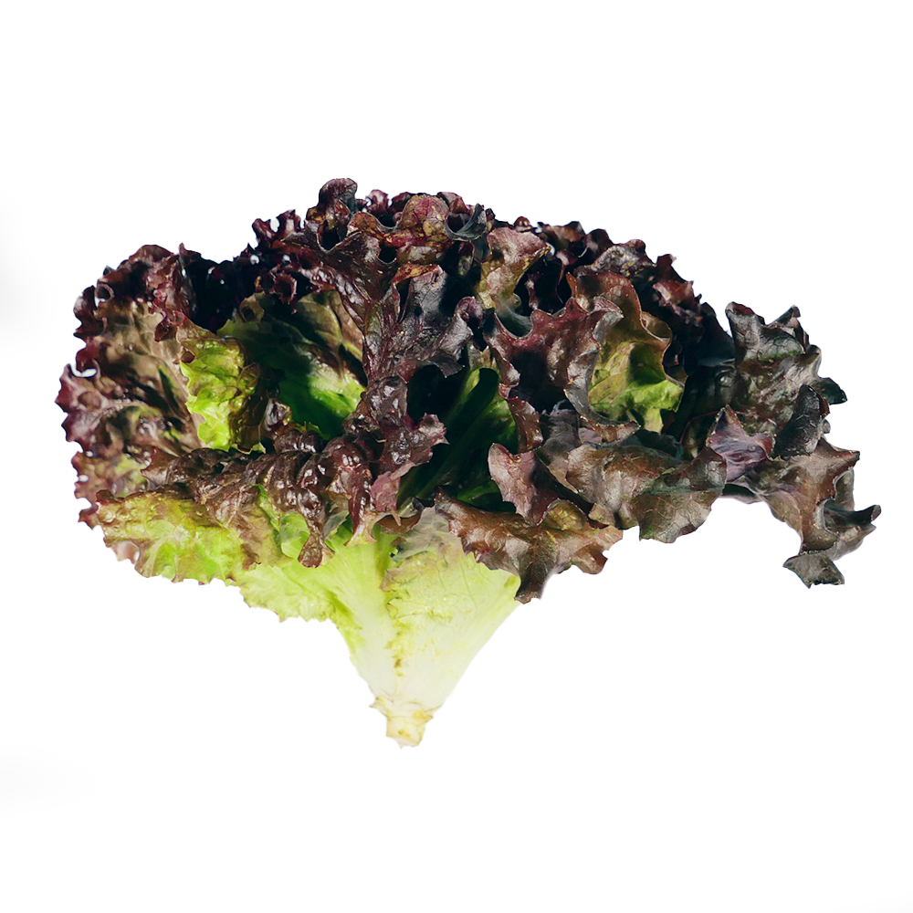 Lechuga Morada pieza