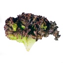 Lechuga Morada pieza