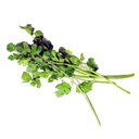 Cilantro Bolsa 100 gr