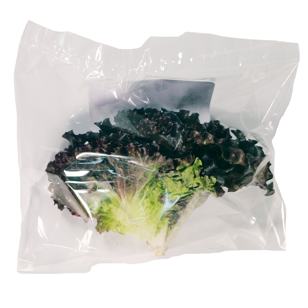 Lechuga Morada pieza