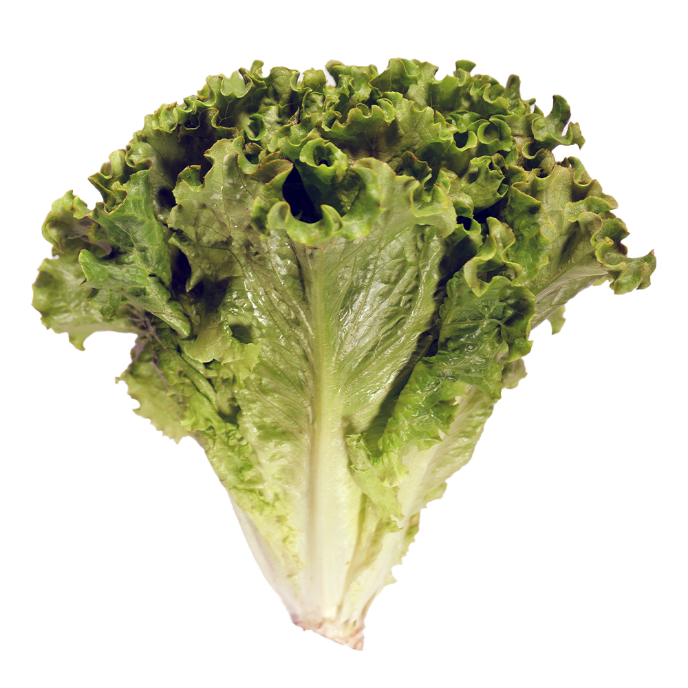 Lechuga verde rizada pieza