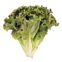 Lechuga verde rizada pieza