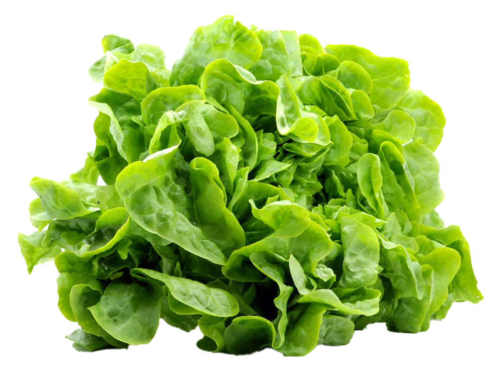 Lechuga Mantequilla pieza