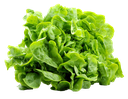 Lechuga Mantequilla pieza