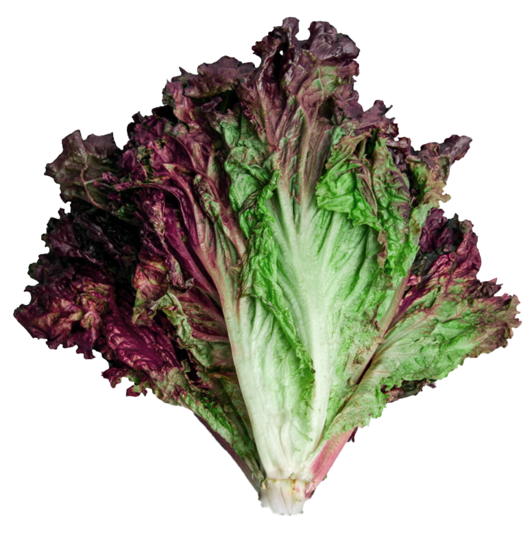 Lechuga Morada pieza