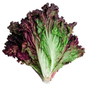 Lechuga Morada pieza