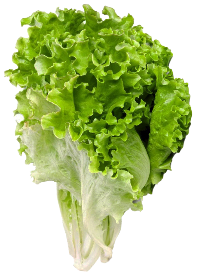 Lechuga verde rizada pieza