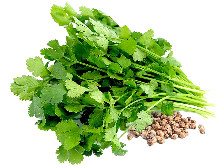 Cilantro Bolsa 100 gr