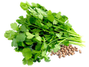 Cilantro Bolsa 100 gr