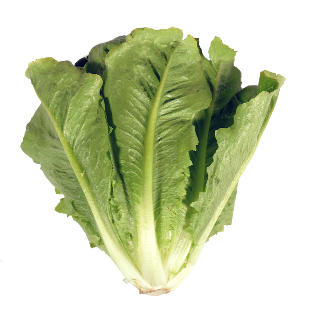 Lechuga orejona pieza