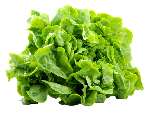 Lechuga Mantequilla pieza