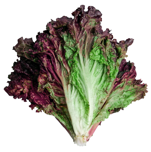 Lechuga Morada pieza