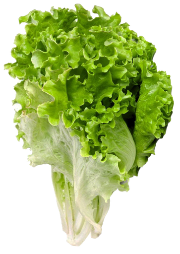 Lechuga verde rizada pieza