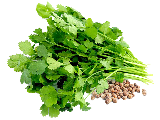 Cilantro Bolsa 100 gr