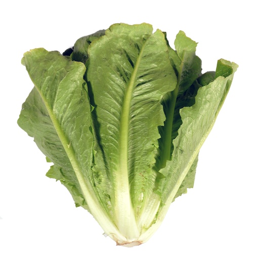 Lechuga orejona pieza